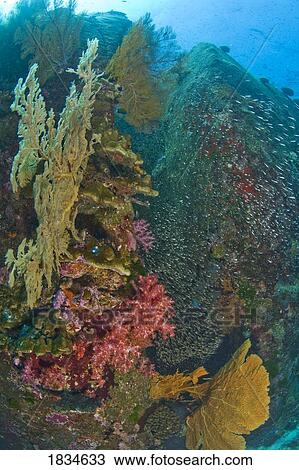 Stock Image - Similan National Marine Park, Thailand, Southeast Asia. Fotosearch