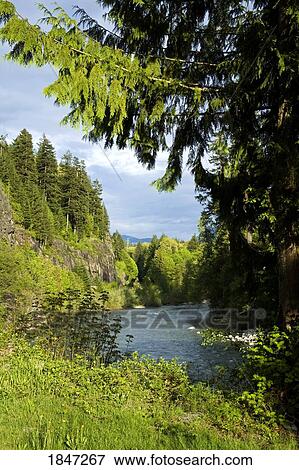 Skykomish River, Washington State, USA View Large Photo Image Stock Photo - Skykomish River, Washington State, USA . Fotosearch