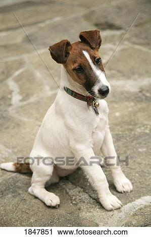 Smooth fox terrier; dog sitting and watching View Large Photo Image Stock Image - Smooth fox terrier; dog sitting and watching. Fotosearch