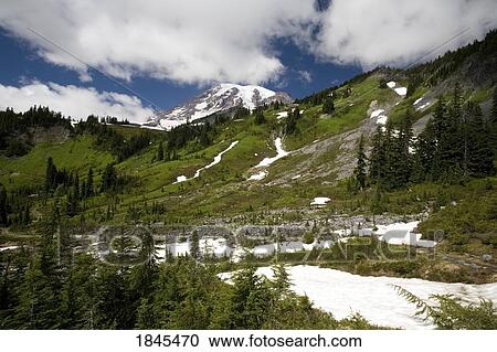 Snow at the base of the mountain, Mount Rainier National Park, Washington, United States of America View Large Photo Image Stock Image - Snow at the base of the mountain, Mount Rainier National Park, Washington, United States of America. Fotosearch