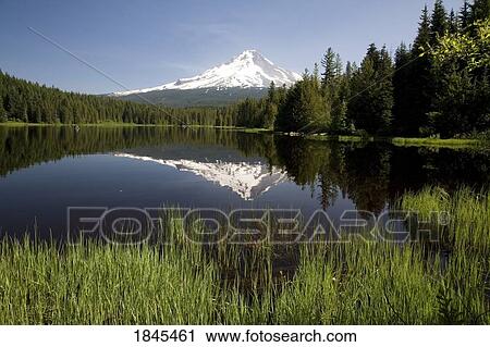 Snow capped mountain reflected in Trillium lake, Mount Hood National Forest, Oregon, United States of America View Large Photo Image Stock Image - Snow capped mountain reflected in Trillium lake, Mount Hood National Forest, Oregon, United States of America. Fotosearch