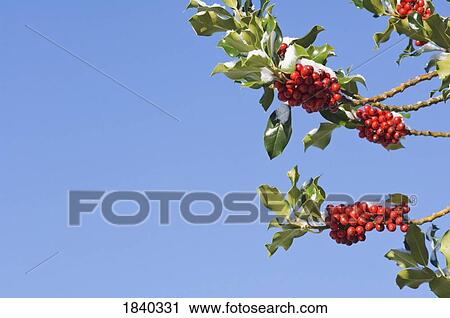 Snow-covered berries View Large Photo Image Stock Image - Snow-covered berries. Fotosearch