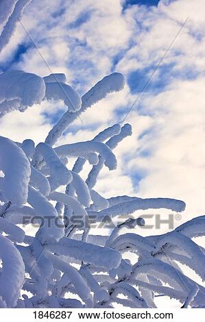 Stock Photo - Snow covered branches. Fotosearch