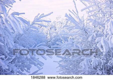 Snow covered coniferous trees View Large Photo Image Stock Photo - Snow covered coniferous trees. Fotosearch