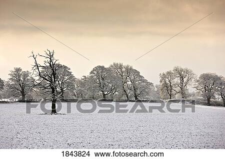 Picture - Snow covered trees and field, Northumberland, England. Fotosearch