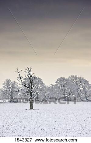 Stock Photo - Snow covered trees and field, Northumberland, England. Fotosearch