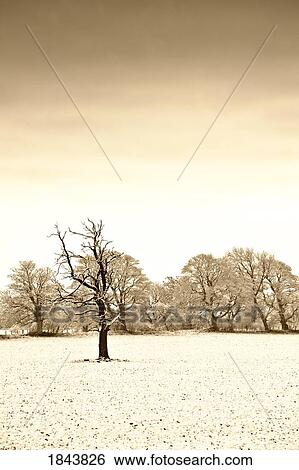 Stock Photograph - Snow covered trees and field, Northumberland, England. Fotosearch