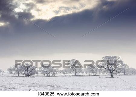 Snow covered trees and field, Northumberland, England View Large Photo Image Stock Photography - Snow covered trees and field, Northumberland, England. Fotosearch