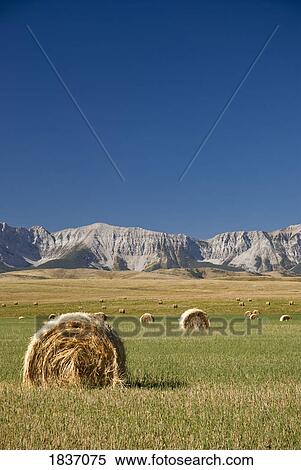 Stock Photography - Southern Alberta, Canada; Hay bales. Fotosearch