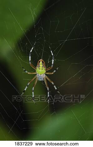 Spider on web View Large Photo Image Stock Photo - Spider on web. Fotosearch