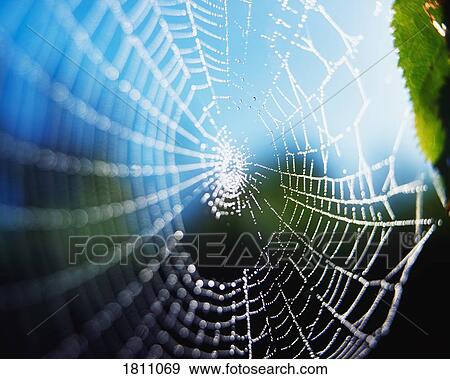 Stock Photo - Spiders web. Fotosearch