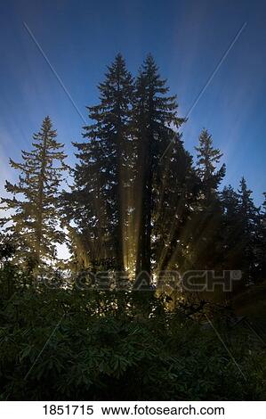 Stock Photography - Sunrays shining through trees. Fotosearch