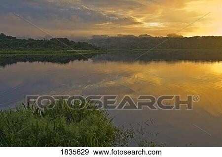 Stock Photo - Sunrise in Yasuni Park, Ecuador. Fotosearch