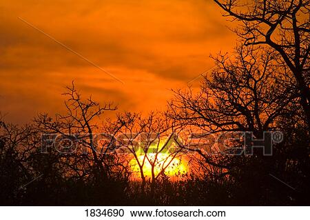 Sunrise, Sabi Sand Reserve, Mpumalanga, South Africa, Africa View Large Photo Image Stock Image - Sunrise, Sabi Sand Reserve, Mpumalanga, South Africa, Africa . Fotosearch