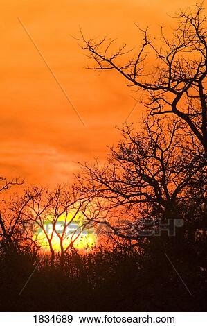 Sunrise, Sabi Sand Reserve, Mpumalanga, South Africa, Africa View Large Photo Image Stock Photo - Sunrise, Sabi Sand Reserve, Mpumalanga, South Africa, Africa . Fotosearch