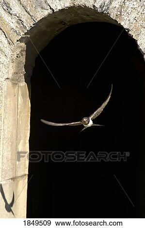 Swallow in flight View Large Photo Image Stock Photo - Swallow in flight. Fotosearch