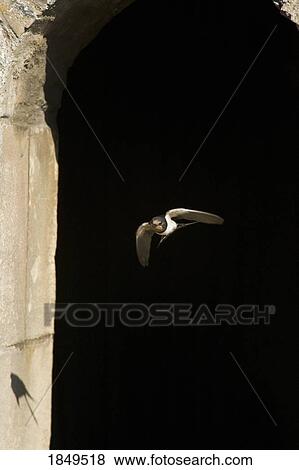 Swallow in flight View Large Photo Image Stock Photo - Swallow in flight. Fotosearch