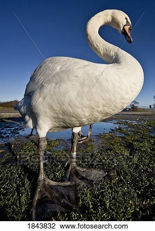 Swan View Large Photo Image Stock Image - Swan. Fotosearch