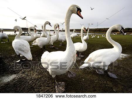 Swans (Anatidae Cygnus); A colony of swans View Large Photo Image Stock Photograph - Swans (Anatidae Cygnus); A colony of swans. Fotosearch