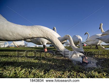 Swans outdoors drinking from a puddle View Large Photo Image Picture - Swans outdoors drinking from a puddle. Fotosearch