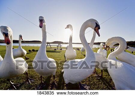 Swans outdoors View Large Photo Image Stock Photography - Swans outdoors. Fotosearch