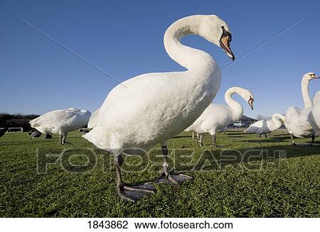 Swans View Large Photo Image Stock Image - Swans. Fotosearch