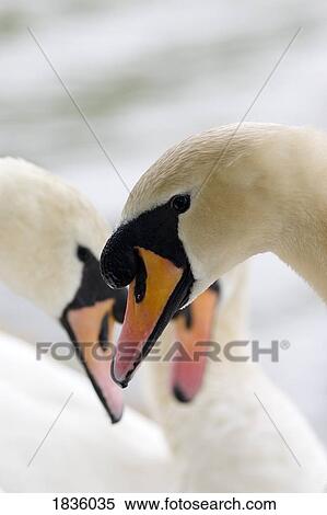 Swans View Large Photo Image Stock Photography - Swans. Fotosearch
