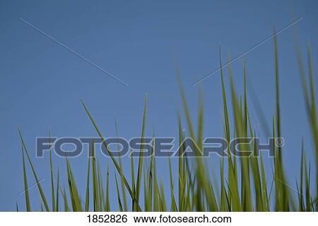 Stock Photograph - Tall grass; Rice leaves against blue sky. Fotosearch