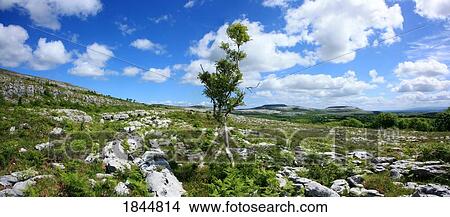 The Burren, County Clare, Ireland View Large Photo Image Picture - The Burren, County Clare, Ireland. Fotosearch