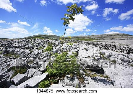 The Burren, County Clare, Ireland View Large Photo Image Stock Photography - The Burren, County Clare, Ireland. Fotosearch