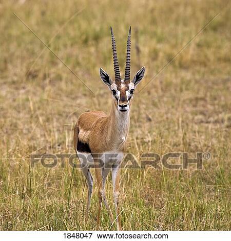 Thomson's gazelle (Eudorcas thomsoni); Kenya, Africa; Gazelle in the wild View Large Photo Image Stock Photo - Thomson's gazelle (Eudorcas thomsoni); Kenya, Africa; Gazelle in the wild. Fotosearch