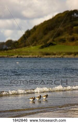 Three birds in the water at the shore View Large Photo Image Stock Photograph - Three birds in the water at the shore. Fotosearch