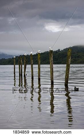 Stock Photo - Tidal Estuaries, Scotland. Fotosearch