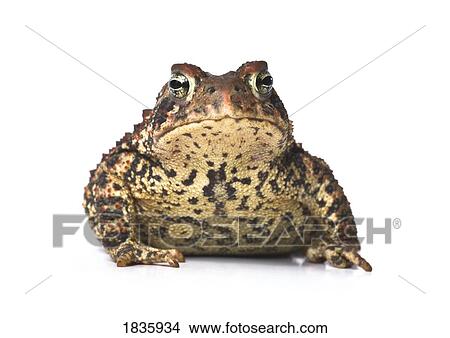 Picture - Toad. Fotosearch