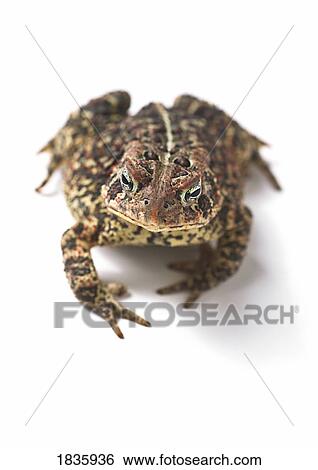 Stock Photograph - Toad. Fotosearch