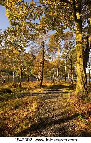 Stock Image - Trail through trees with fall colors, Argyll and Bute, Scotland. Fotosearch