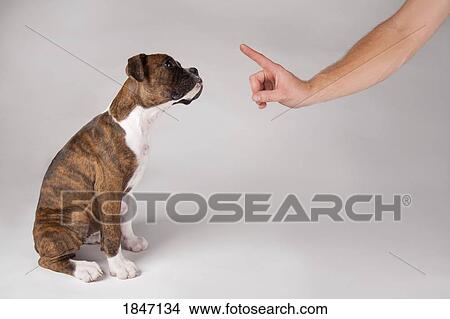 Picture - Training of a puppy. Fotosearch