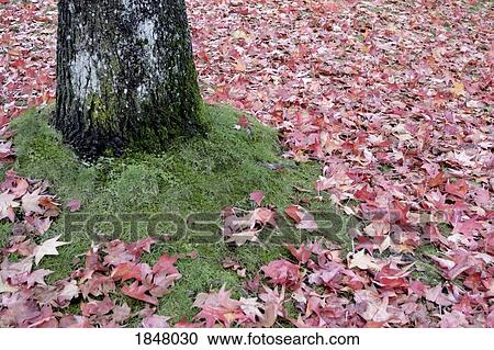 Tree and leaves; Leaves on the ground beside the base of a tree View Large Photo Image Stock Image - Tree and leaves; Leaves on the ground beside the base of a tree. Fotosearch