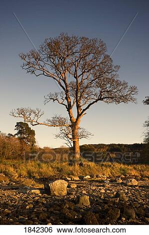 Stock Photograph - Tree on rocky ground, Argyll and Bute, Scotland. Fotosearch