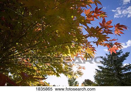 Stock Photography - Trees during Autumn. Fotosearch