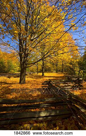 Trees in autumn with a split rail fence, Ontario, Canada View Large Photo Image Stock Photograph - Trees in autumn with a split rail fence, Ontario, Canada. Fotosearch