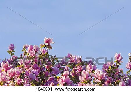 Tulip tree in bloom, Portland, Oregon, USA View Large Photo Image Stock Image - Tulip tree in bloom, Portland, Oregon, USA. Fotosearch