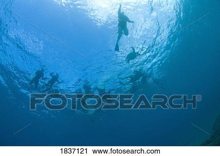Stock Image - Turtle Cleaning Station, Makena State Park, South Maui, Hawaii, USA; Scuba divers . Fotosearch