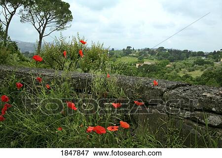 Tuscany, Italy; Red poppies beside a stone wall View Large Photo Image Stock Photo - Tuscany, Italy; Red poppies beside a stone wall. Fotosearch