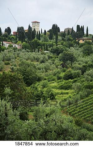 Tuscany, Italy; Vineyards and villas View Large Photo Image Picture - Tuscany, Italy; Vineyards and villas. Fotosearch