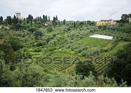 Tuscany, Italy; Vineyards and villas View Large Photo Image Stock Image - Tuscany, Italy; Vineyards and villas. Fotosearch