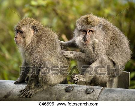 Two baboons View Large Photo Image Stock Photograph - Two baboons. Fotosearch