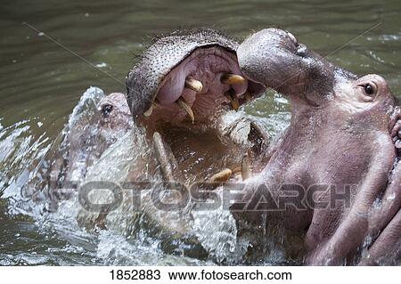 Stock Image - Two Hippos; Two Hippos fighting in water. Fotosearch