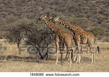 Stock Photograph - Two Reticulated Giraffe (Giraffa camelopardalis reticulata), Samburu National Reserve, Kenya, Africa; Giraffes eating. Fotosearch