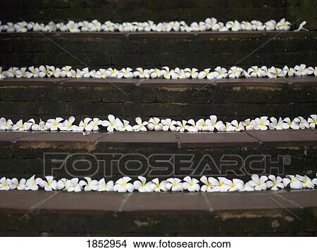 Ubud, Bali, Indonesia; Flowers arranged on steps View Large Photo Image Picture - Ubud, Bali, Indonesia; Flowers arranged on steps. Fotosearch